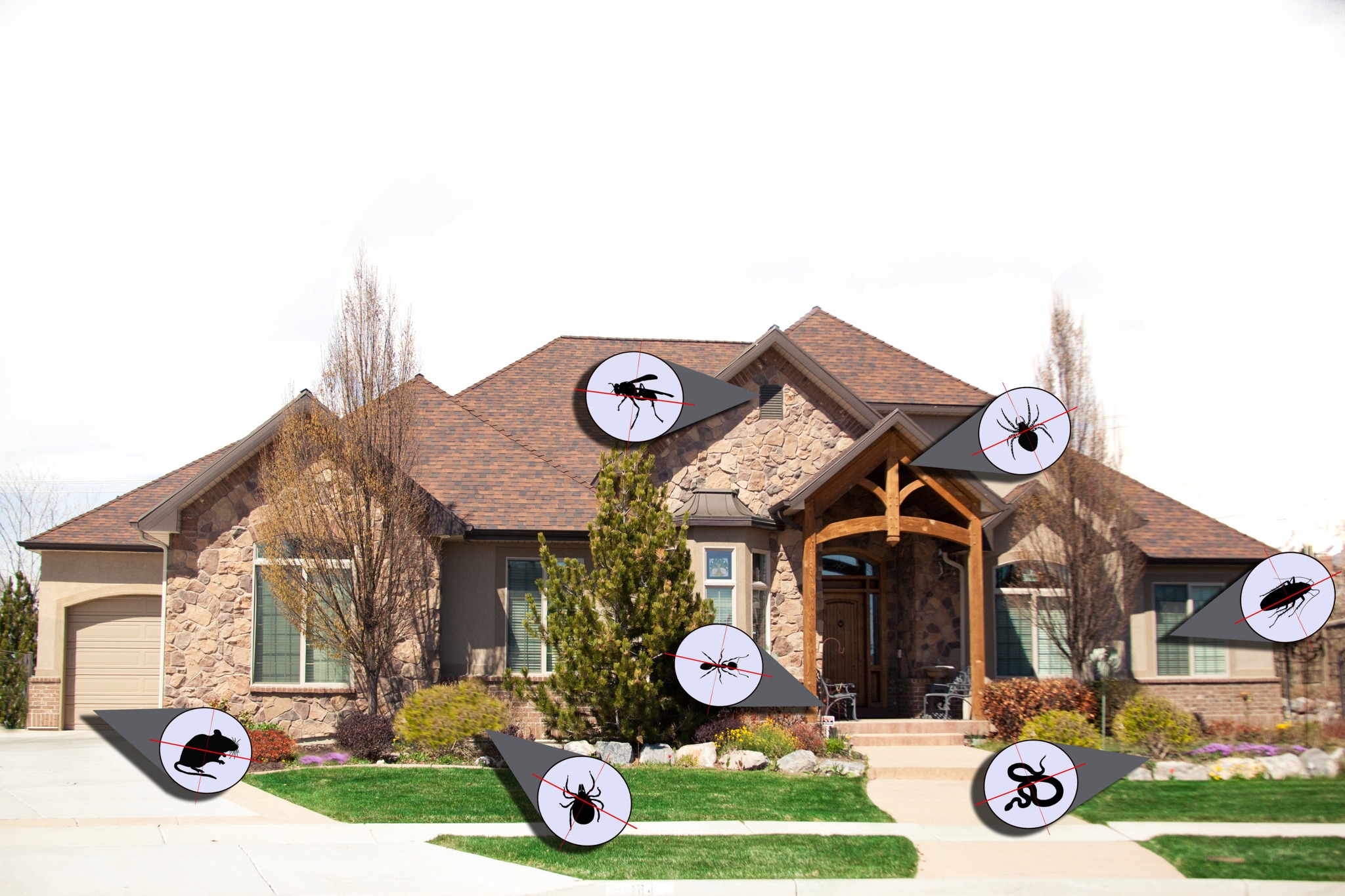 Asap Bee Removal Katy Tx